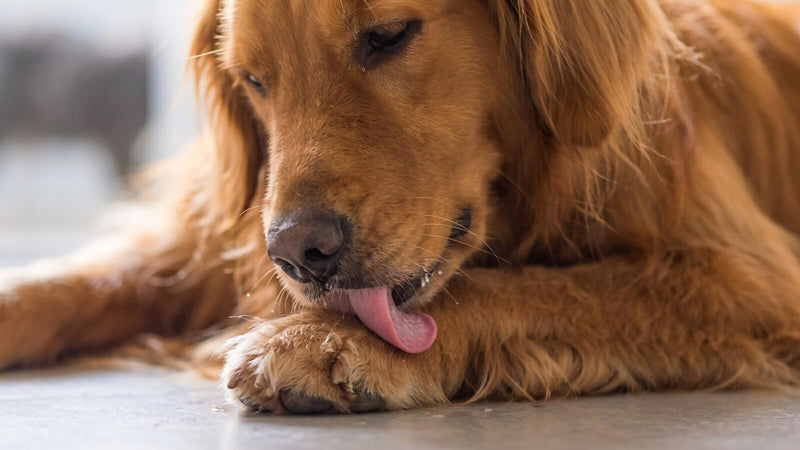 Warum leckt sich mein Hund ständig die Pfoten? Allergie, Stress oder Darm?