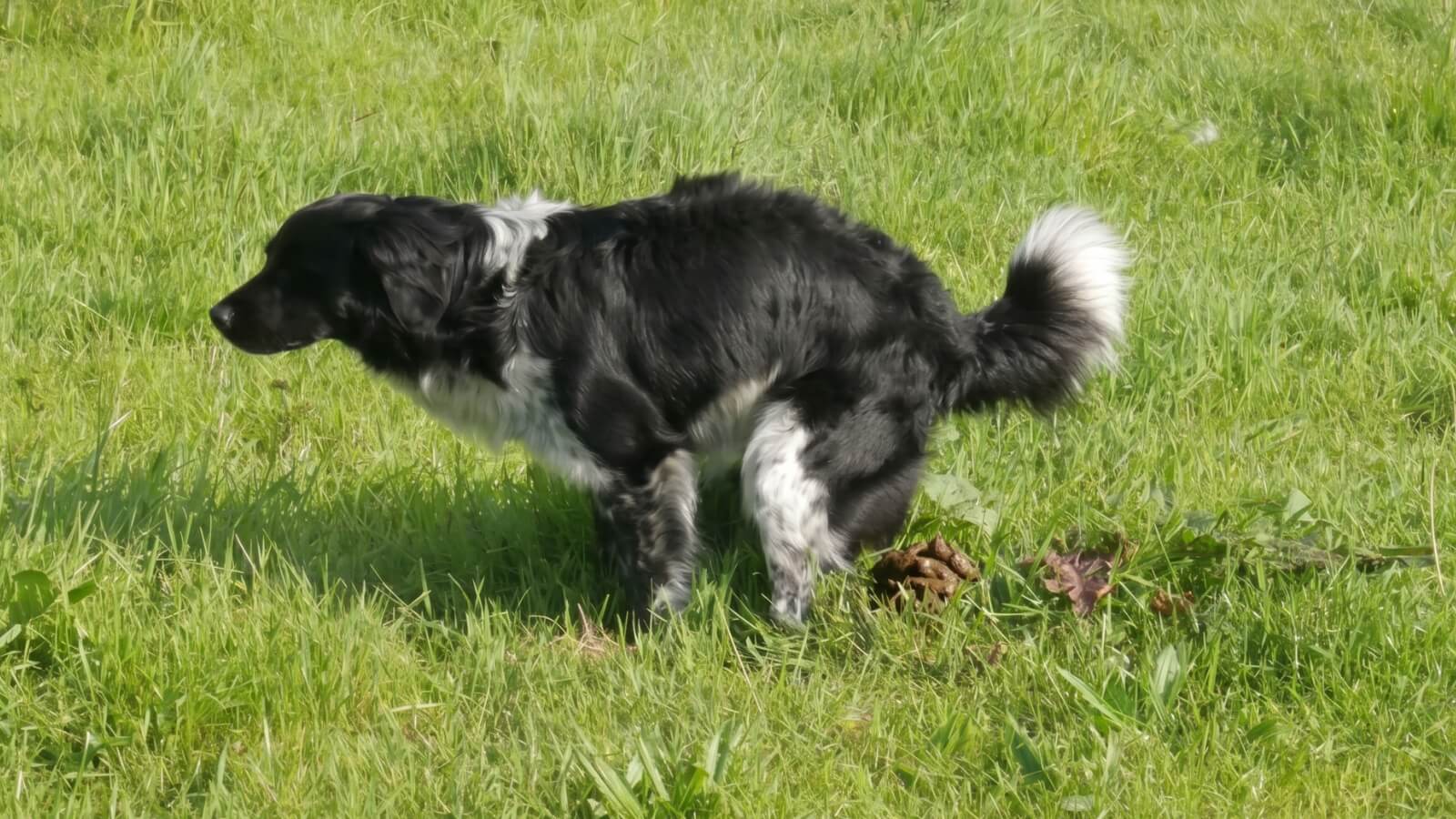 Durchfall beim Hund: Ursachen, Soforthilfe und wann du zum Tierarzt musst