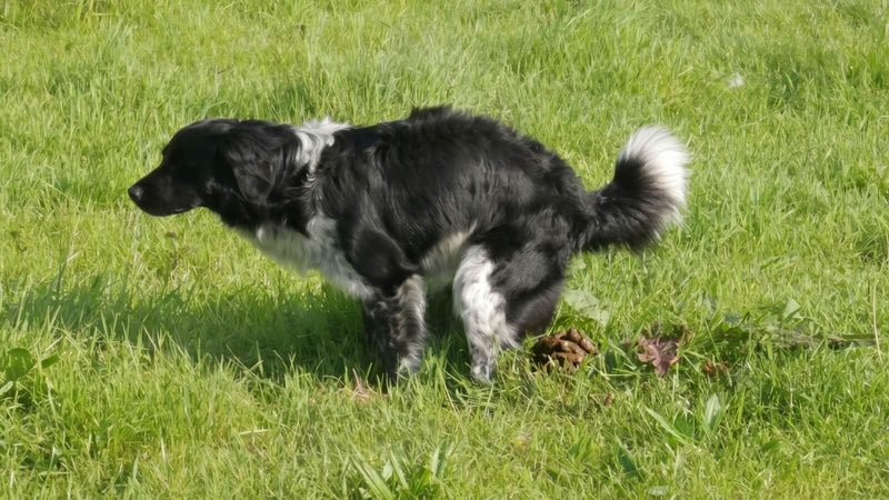 Durchfall beim Hund: Ursachen, Soforthilfe und wann du zum Tierarzt musst