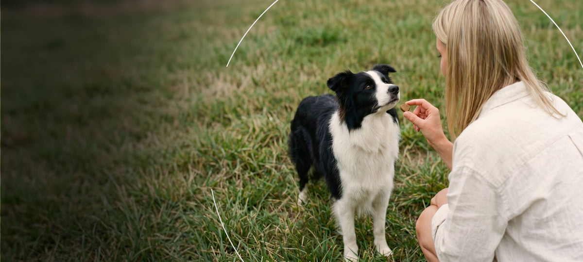 Dein Partner für gezielte Nahrungsergänzung bei Hunden